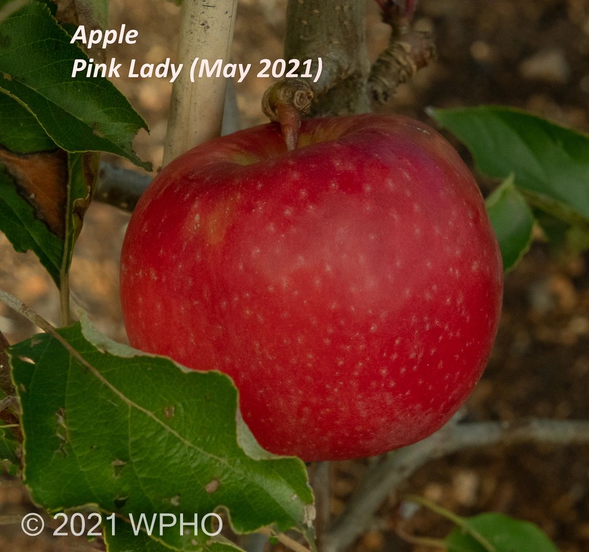 CRIPPS PINK (PINK LADY) APPLE (SCION)